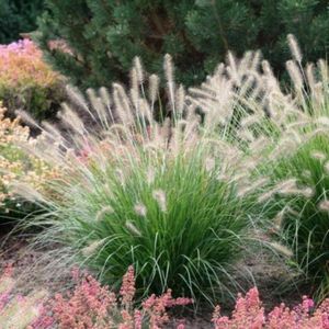 8 x Lampenpoetsersgras Hameln XL - Winterhard Siergras - Pennisetum 'Hameln' in C2(liter) pot met hoogte 10-20cm