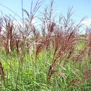 6x Miscanthus sinensis 'Flamingo' - Prachtriet - 9x9 cm