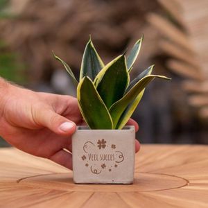 Cadeauplanten.nl | Sansevieria | Veel succes - Ø7.5cm - 15cm hoog - Kamerplant - Arrangement - Plant met pot