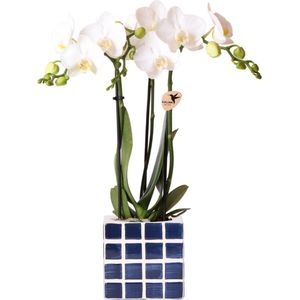Betoverend Wit en blauw: Phalaenopsis Orchidee met Mosa Sierpot | potmaat Ø9cm | Vers geleverd