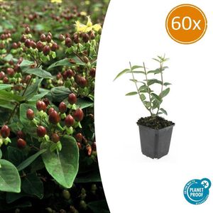 60 Stuks Johanneskruid, Hertshooi, Gele Bloemen en Sierlijke Bessen,Struik/Klimplant, Hypericum inodorum 10-25cm - Ø9cm