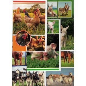 Wenskaarten - dieren - blanco - paarden - kippen - varkens - koeien - ezels - set van 5