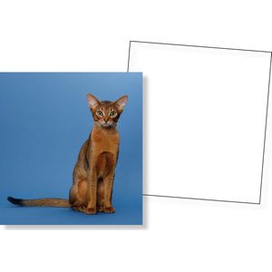 Katten Memory kaartspel - Katten Memoryspel - Educatief Kaartspel - 70 stuks