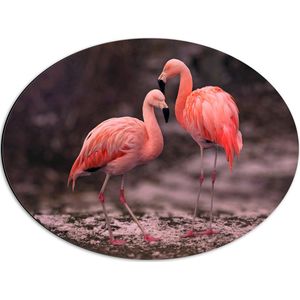 WallClassics - Dibond Ovaal - Roze Flamingos - 56x42 cm Foto op Ovaal (Met Ophangsysteem)