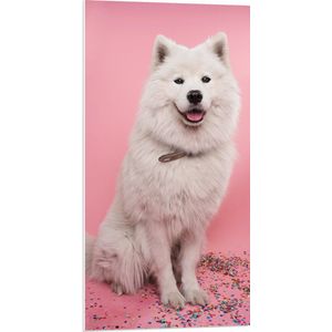 WallClassics - PVC Schuimplaat - Portret van Witte Hond tegen Roze Achtergrond met Confetti - 50x100 cm Foto op PVC Schuimplaat (Met Ophangsysteem)