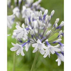 Agapanthus Twister | 1 stuk | Afrikaanse Lelie