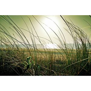 Dibond - Zee - Strand in wit / zwart / bruin / blauw / groen - 80 x 120 cm
