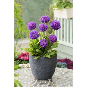 Plants Online - Tuinplanten - Vaste planten - Set van 5 - Primula denticulata 'Cashmeriana' - 0.7 liter pot - Plant