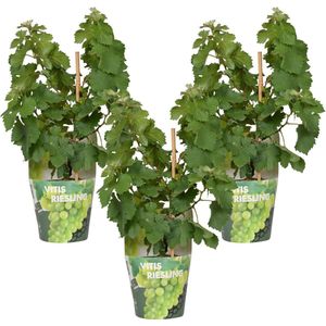 3x - Vitis Pixie 'Riesling' - ↨30cm - Ø14