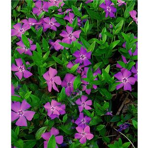 6x - Paarse Maagdenpalm Atropurpurea - Vinca minor