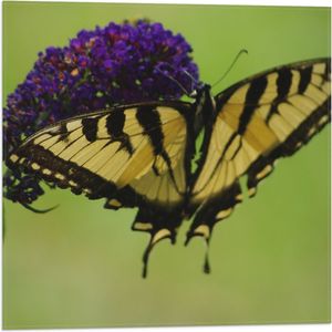 WallClassics - Vlag - Gele Vlinder op Paarse Narcis Bloem - 50x50 cm Foto op Polyester Vlag