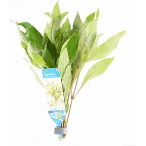 Moerings Hygrophila Angustifolia | Smalle Waterweegbree | in Terracotta Ring