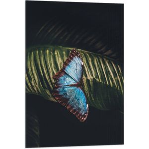 WallClassics - Vlag - Blauw met Zwarte Vlinder op Groen Blaadje - 60x90 cm Foto op Polyester Vlag
