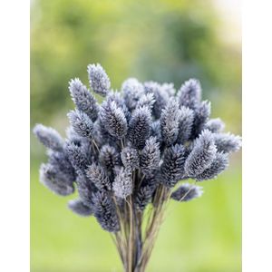 Droogbloemen - Phalaris Canariensis - Kanariezaad - Grijs | 70cm | 100g | Perfect voor Boeketten, Decoratie, Doopsuiker, Huwelijk & Verjaardagen | Duurzaam en Stijlvol Bloemenarrangement