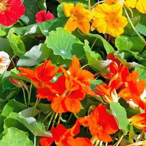 MRS Seeds & Mixtures Oost-Indische Kers ‘Jewel’ - Tropaeolum majus – groeihoogte: 10-40 cm – eenjarige bloemen – alle delen van de plant zijn eetbaar – kiemt erg makkelijk – bijna geen onderhoud nodig – vooral geschikt voor borders en bloembakken