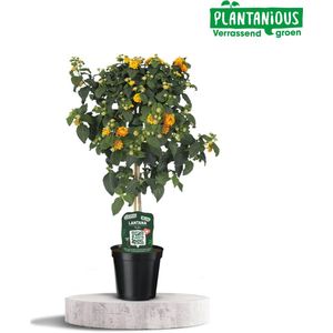 Plantenboetiek.nl | Lantana Oker Oranje - Ø19cm - 75cm hoog - Tuinplant