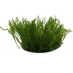 EcoScape Taxiphyllum Sp Spiky | In vitro cup Waterplant