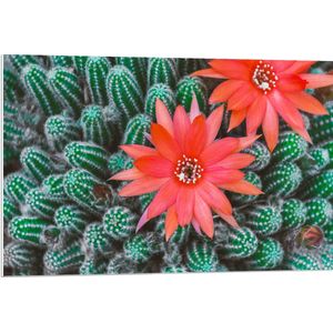 WallClassics - PVC Schuimplaat - Rode Bloemen op Cactusjes - 90x60 cm Foto op PVC Schuimplaat (Met Ophangsysteem)