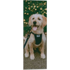 WallClassics - Vlag - Zittende Hond met Tong en Tuigje met Halsband - 20x60 cm Foto op Polyester Vlag