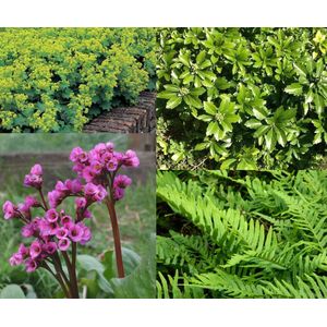 Borderpakket groenblijvend 8 planten (1m2) P9 Pot (9x9x10)