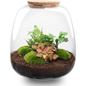 Planten terrarium - Emma - DIY kit - ↑ 25 cm - Ø 23 cm