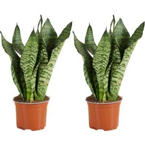 Bloomique - Set van 2 - Sansevieria Zeylanica - Vrouwentong - Kamerplanten - Luchtzuiverend - Zeer Gemakkelijk te Verzorgen - Pot 12cm - 30-40cm Hoog
