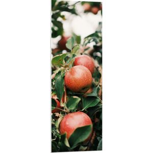 WallClassics - PVC Schuimplaat - Appels in de Boom - 40x120 cm Foto op PVC Schuimplaat (Met Ophangsysteem)