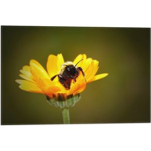 WallClassics - Vlag - Hommel op een Bloem - 60x40 cm Foto op Polyester Vlag