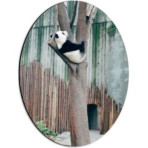 WallClassics - Dibond Ovaal - Panda Slaapt in een Boom - 30x40 cm Foto op Ovaal (Met Ophangsysteem)