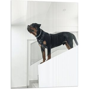 WallClassics - Vlag - Rottweiler op Trap - 75x100 cm Foto op Polyester Vlag