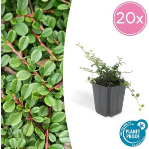 Tuinplantenshop.com | Cotoneaster prostratus 'Streib's Findling' | 20 stuks - Ø9cm - 10-25cm hoog - Tuinplant