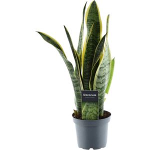 Trendyplants - Sansevieria Laurentii - Vrouwentong - Kamerplant - Hoogte 35-55 cm - Potmaat Ø12cm