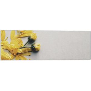 WallClassics - Vlag - Gele Bloemen met Losse Bloemblaadjes op Witte Achtergrond - 60x20 cm Foto op Polyester Vlag