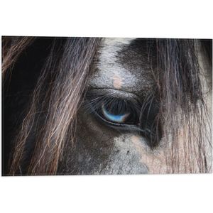 WallClassics - Vlag - Oog van een Paard - 60x40 cm Foto op Polyester Vlag