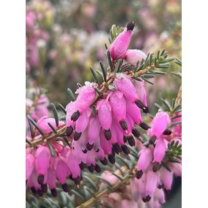 Winterheide Roze - 10 Stuks - Erica herbacea - P9.5