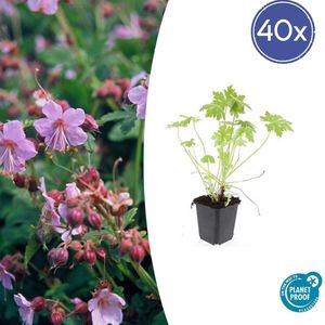 Tuinplantenshop.com | Geranium macrorrhizum | 40 stuks - Ø9cm - 10-25cm hoog - Tuinplant