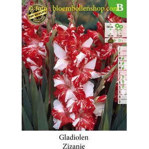 21 bollen GLADIOLEN ZIZANIE