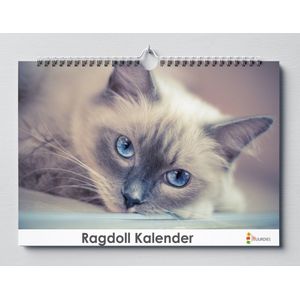 Ragdoll Verjaardagskalender | 35 X 24CM | Verjaardagskalender katten | Ragdoll | Verjaardagskalender Volwassenen