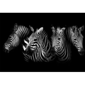 Zebra's – 90cm x 60cm - Fotokunst op PlexiglasⓇ incl. certificaat & garantie.
