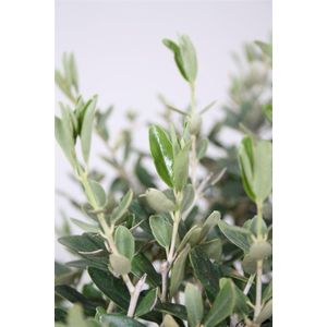 Olijfboom 70cm hoog potmaat 17