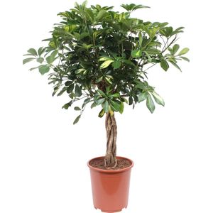 The Green Corner - Schefflera Arboricola Gold Capella - Hoogte 80cm - Diameter 19cm