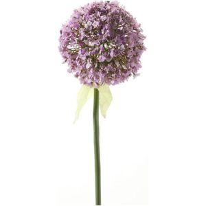 Allium / uien bol 70cm roze (per 3 stuks)