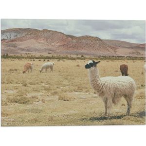 WallClassics - Vlag - Lama's in Grasveld bij Bergen - 40x30 cm Foto op Polyester Vlag