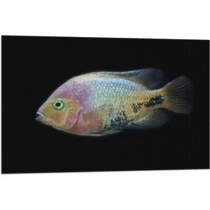 WallClassics - Vlag - Pastelkleurige Vis - 90x60 cm Foto op Polyester Vlag