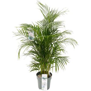 Grote Arecapalm kamerplant (Goudpalm) | Areca Dypsis Lutescens|Kamerplant in pot |  ↕ Hoogte 150cm | Ø27cm