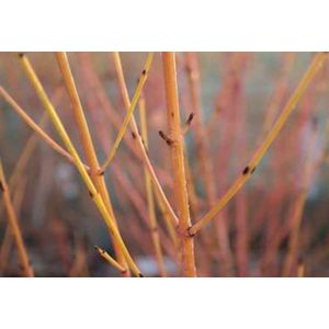 2 x Cornus sang. 'Midwinter Fire' - Rode Kornoelje 40- 50 cm in pot