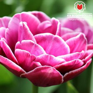 Bloembollen 20 tulpenbollen Columbus - kleur roze wit - dubbele tulp - pioen tulp