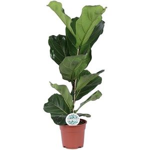 Goed & Groen - Ficus Lyrata - ↨ 60cm - Potmaat 17 - Exclusieve Kwaliteit Planten - Kamer Plant - Kamerplanten - Sfeer - Interieur