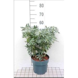 2 x Choisya tern. 'Greenfingers'® - Mexicaanse Oranjebloesem 40- 50 cm in pot