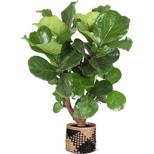 Green Harmony | Ficus Lyrata (vertakt) Ø27cm 130cm in Albury BLACK print mand